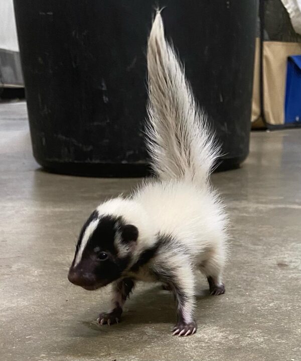 Spike - Male