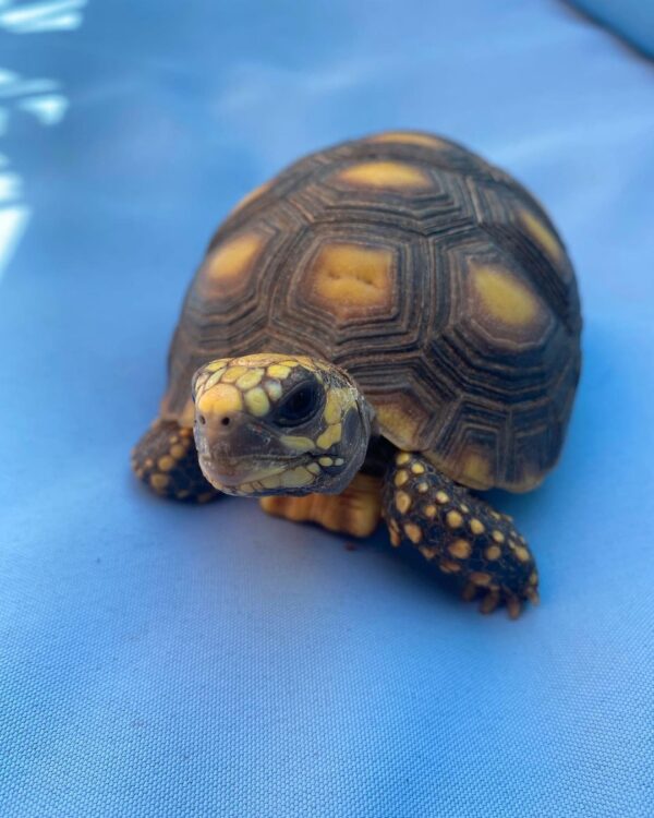 Yellow Footed Tortoise For Sale