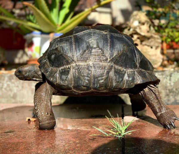 ALDABRA TORTOISES FOR SALE
