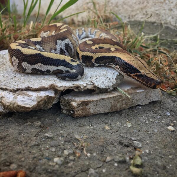 Sumatran Blood Pythons for Sale