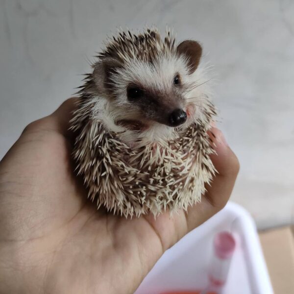 Gizmo - Male