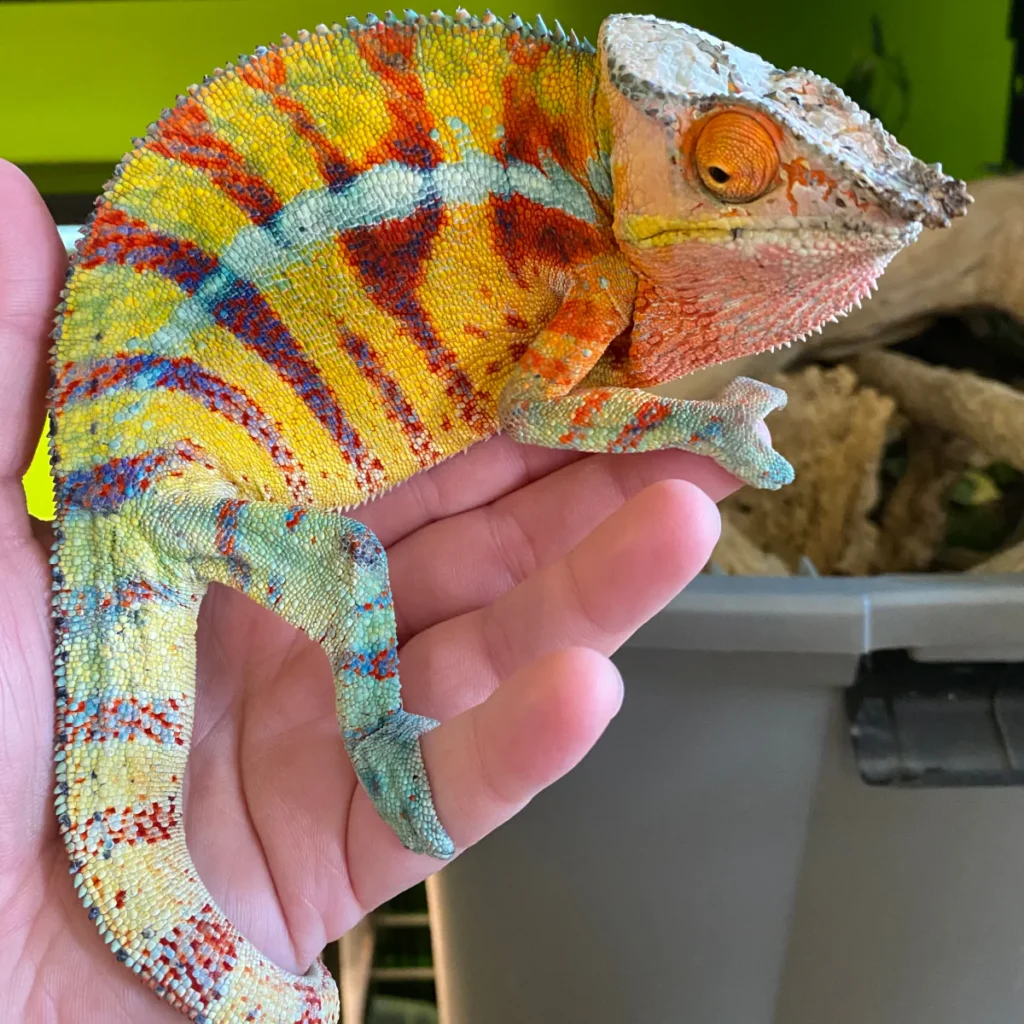 exotic pet laws 2025