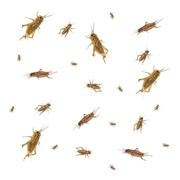 Crickets for Sale – Quantity 1000
