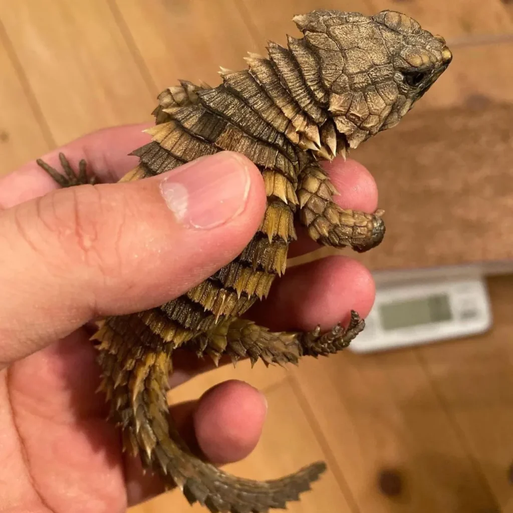 Best Exotic Animals For Pets 2025
