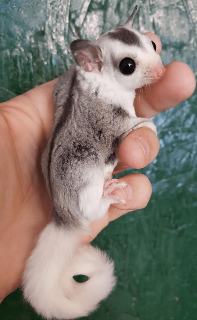 best exotic pets for beginners in 2025