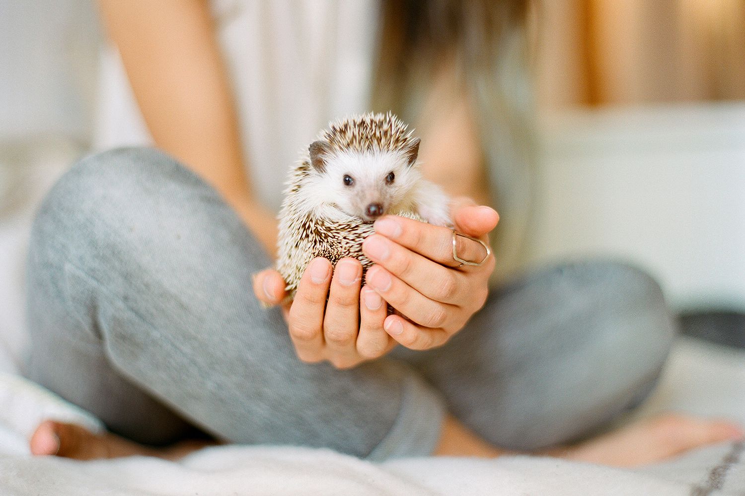 Order Exotic Pets Online Near Me 2025